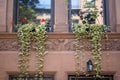 Scenic view of plants on a stone building in Brooklyn, Brownstone park, New York on a sunny day Royalty Free Stock Photo