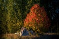 Scenic view of a green tree with red leaves on top near a rock at golden hour Royalty Free Stock Photo