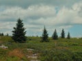 Scenic view of green trees in an open field in Dolly Sods, West Virginia Royalty Free Stock Photo