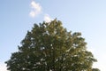 Scenic view of a green treetop at golden hour