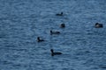 Scenic view of a group of black coots swimming in the blue water in daylight