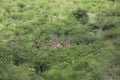 Scenic view of a group of giraffes seen in a green forest