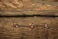 Scenic view of a group of little grebes swimming in the water in sunlight