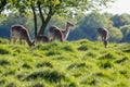 Scenic view of a group of Red deer grazing on a green meadow on a sunny day Royalty Free Stock Photo