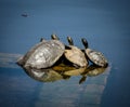 Scenic view of a group of turtles huddled together on the water on a sunny day