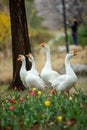 Scenic view of a group of white geese grazing in a lush green meadow Royalty Free Stock Photo