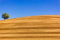 Harvested wheat field in Provence south of France with almond tree during summer against blue sky Royalty Free Stock Photo
