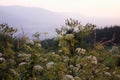 Scenic view through herbs and flowers in Beskydy mountains