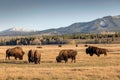 Scenic view of a herd of buffalo in an open field and a beautiful landscape of mountains in the back