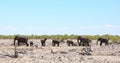 Scenic view of a herd of elephants on the African savannah with a pale blue clear sky