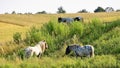 Scenic view of a herd of horses grazing in a green meadow Royalty Free Stock Photo