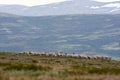 Herd of reindeer in mountains