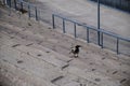 Scenic view of a hooded crow found standing on a stairway