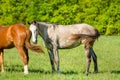 Scenic view of a horse herd grazing on a pasture Royalty Free Stock Photo