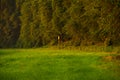 Scenic view of hunting tower in the forest