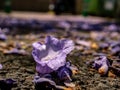 Scenic view of a jacaranda blossom on the street Royalty Free Stock Photo