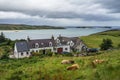 Scenic view of the Kyle of Tongue and a village with highland cows in the foreground in Scotland Royalty Free Stock Photo