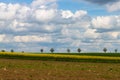 Scenic view of landscape with a rapeseed field in foreground and many trees on the horizon Royalty Free Stock Photo