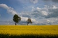 Scenic view of landscape with a rapeseed field in foreground and two apple trees on the horizon Royalty Free Stock Photo