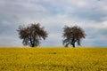 Scenic view of landscape with a rapeseed field in foreground and two apple trees on the horizon Royalty Free Stock Photo