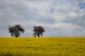 Scenic view of landscape with a rapeseed field in foreground and two apple trees on the horizon Royalty Free Stock Photo