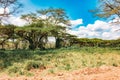 Scenic view landscapes against yellow barked acacia treesacacia trees at Lake Nakuru National Park in Kenya