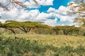 Scenic view landscapes against yellow barked acacia treesacacia trees at Lake Nakuru National Park in Kenya