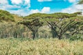 Scenic view landscapes against yellow barked acacia treesacacia trees at Lake Nakuru National Park in Kenya