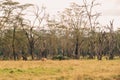 Scenic view landscapes against yellow barked acacia treesacacia trees at Lake Nakuru National Park in Kenya