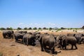 Scenic view of a large herd of African bush elephants standing in a dry landscape
