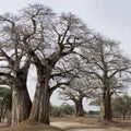 Scenic view of large trees