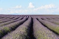 A scenic view of a lavender field in Provence, France Royalty Free Stock Photo