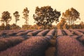 Lavender field in Provence south of France during warm summer sunset Royalty Free Stock Photo