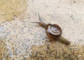 Scenic view of a little snail climbing on the wet floor Royalty Free Stock Photo