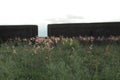 Scenic view of little wild flowers growing in the field Royalty Free Stock Photo