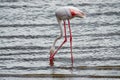 Scenic view of lone flamingo at Lake Nakuru National Park in Kenya Royalty Free Stock Photo