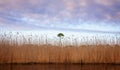 Scenic view of a lonely green tree surrounded by dried grass against a lake at Grayton Beach,Florida Royalty Free Stock Photo