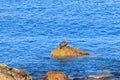 A scenic view of a lonely seal on a tiny rock surrounded by a majextic blue sea on a sunny day