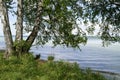 lush green birch trees hanging over Lake Starnberg or Starnberger See in Bernried on sunny May day, Bavaria, Germany