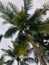 Scenic view of lush green coconut trees, with their tall branches reaching up towards the sky.
