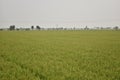 A Scenic view of lush Green Paddy field in India Royalty Free Stock Photo