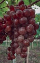 Scenic view of lush green vineyards with a bunch of ripe, juicy grapes hanging from the vines Royalty Free Stock Photo