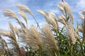 Several tall plants blowing in the wind with blue sky in the background Royalty Free Stock Photo