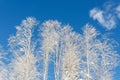 Scenic view of many birch trees covered by fresh hoar frost snow mountain forest against clear blue sky bright cold