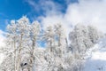 Scenic view of many birch trees covered by fresh hoar frost snow mountain forest against clear blue sky bright cold Royalty Free Stock Photo