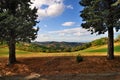 Scenic view of meadow