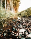 water running along a path with bushes and rocks near it