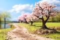 Scenic view of miniature blossoming cherry tree by peaceful riverside path Royalty Free Stock Photo