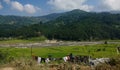 Scenic view of a mountain stream running past the lush green fields of rice. Royalty Free Stock Photo