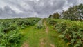 A scenic view of a mountain trail track with fern and trees along it under a stormy grey cloudy sky Royalty Free Stock Photo